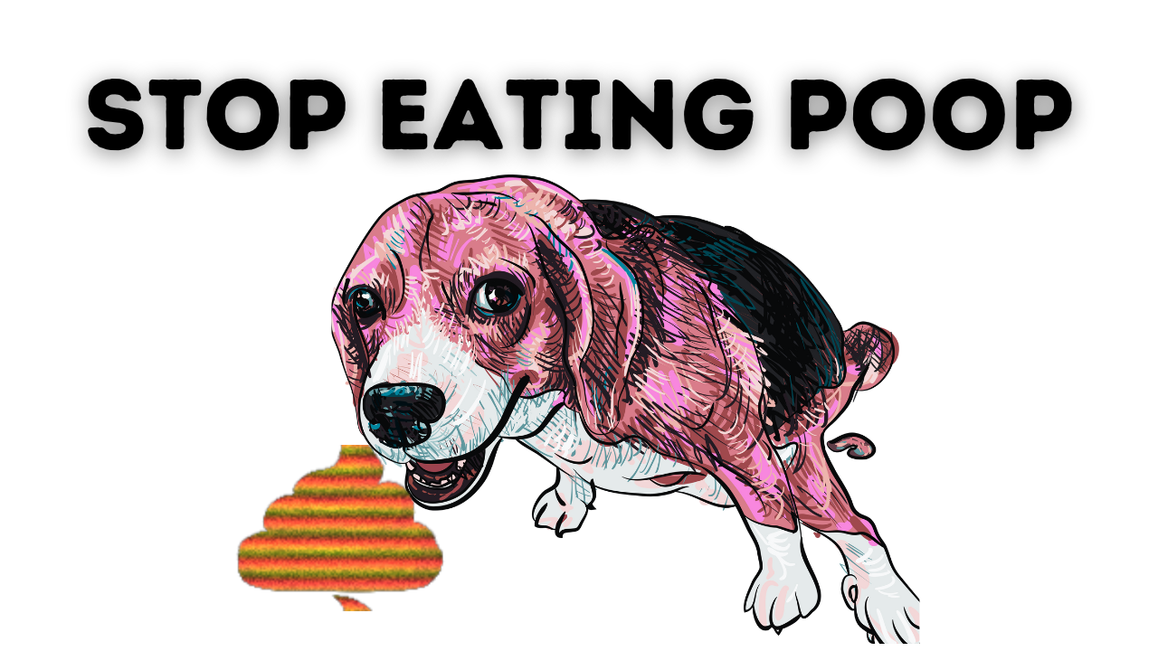 WHY DOGS EAT POOP